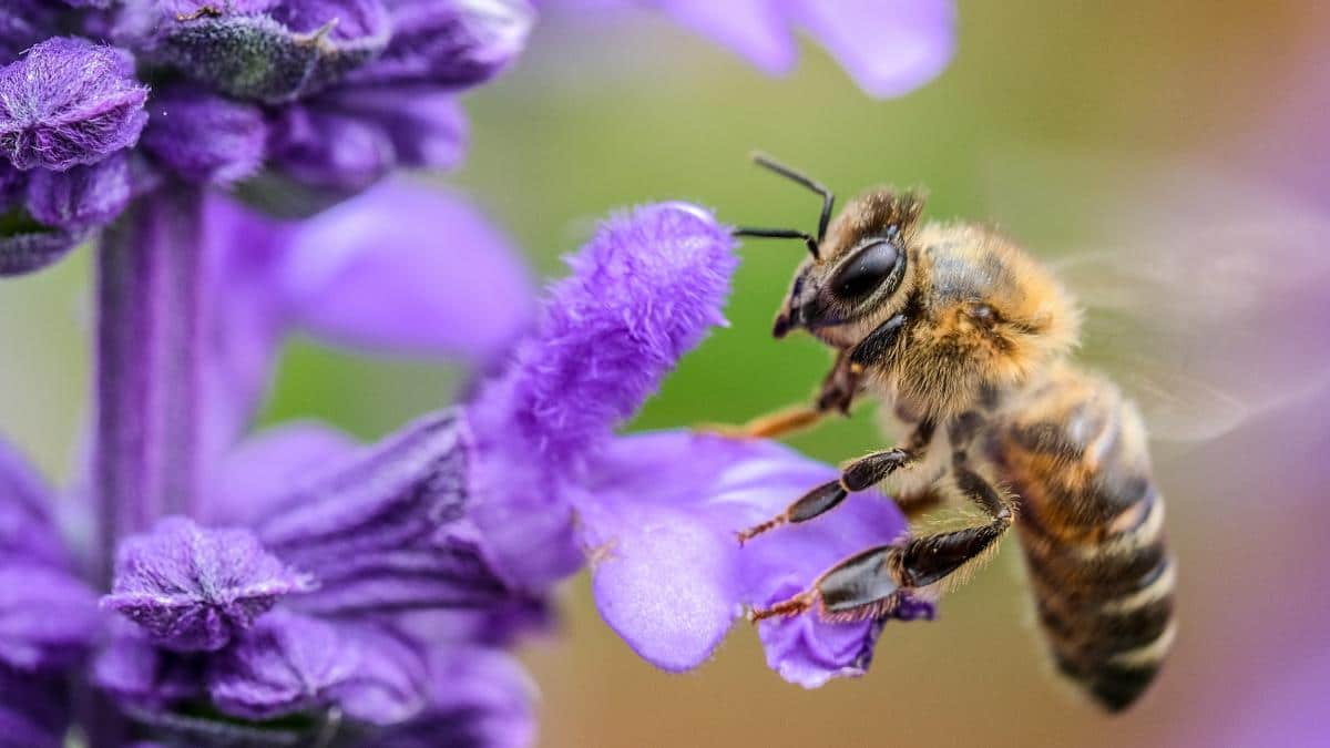 The Buzz About Bees: Nature's Essential Pollinators image