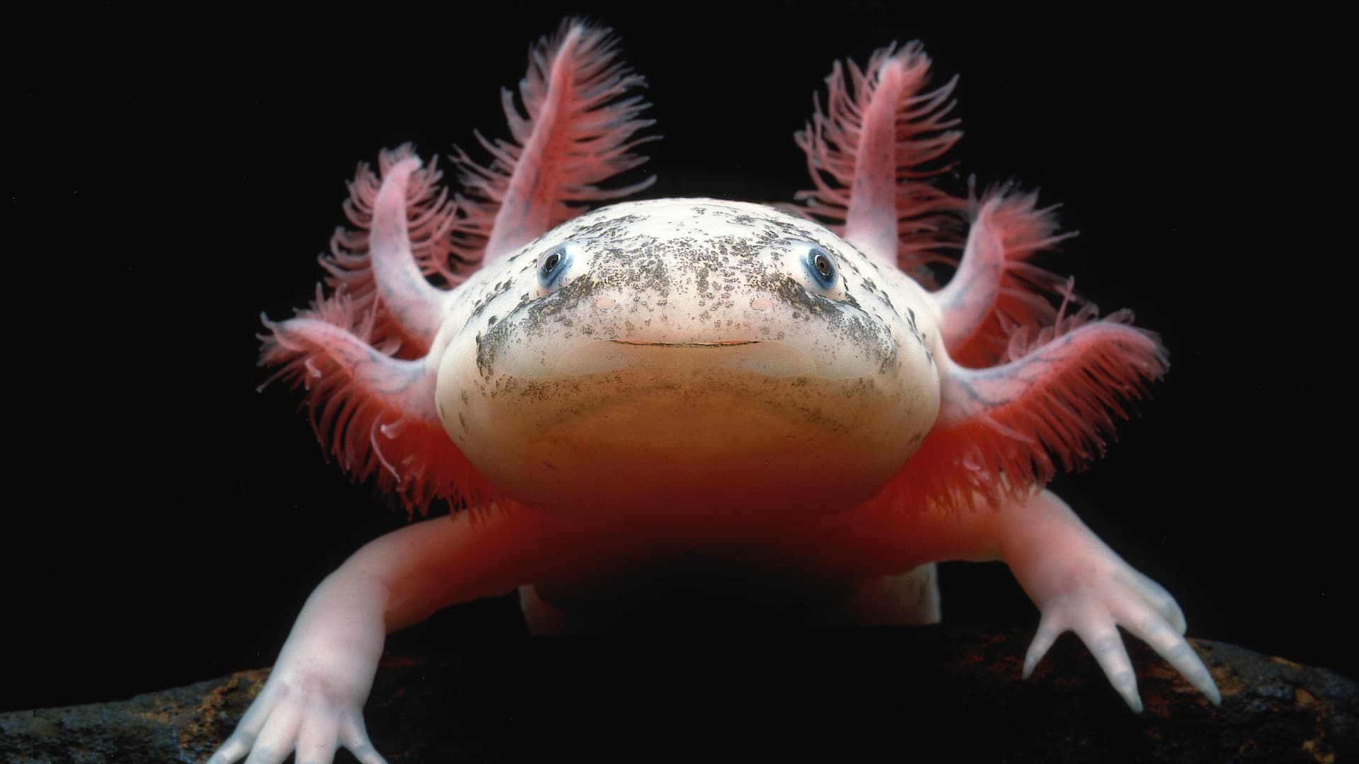 Unlocking Nature's Healing Secrets: The Extraordinary Regeneration of Axolotls image