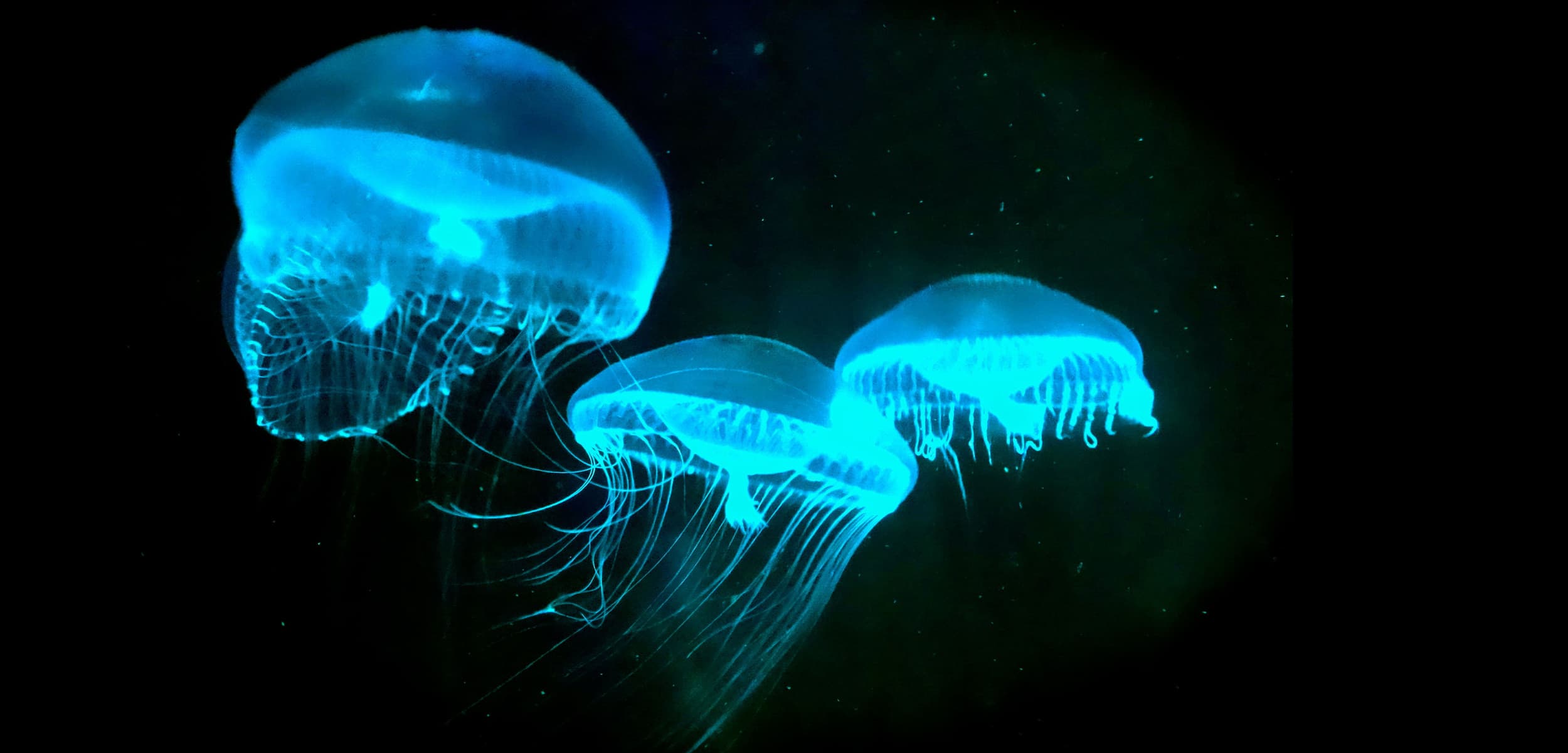 Beyond the Horizon: The Mysteries of Deep Sea Life and Bioluminescence image